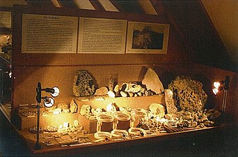 Funde im Blauen Bruch, Vitrine im Museum Mannersdorf