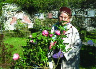 Die ANNI FURCH-Rose