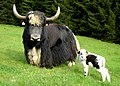 Yak - Vater und Sohn