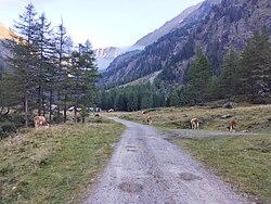 Trail and pasture in Göriach.jpg