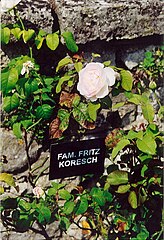 Koresch-Rose