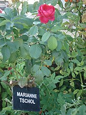 Marianne Tschol-Rose