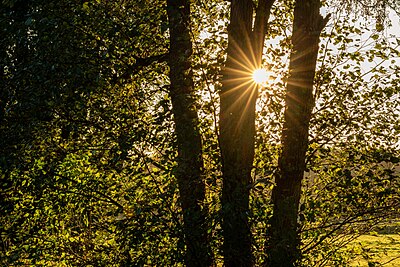 Dülmen,_Börnste,_Teiche_in_der_Heubachniederung,_Baum_--_2021_--_6793